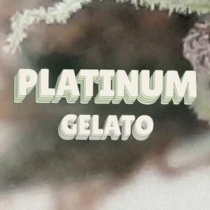 Platinum Gelato Cannabis Strain