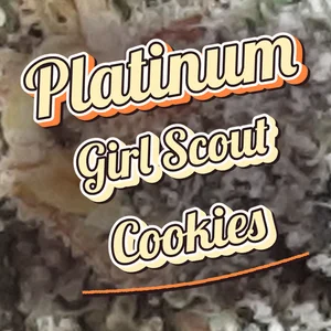 Platinum Girl Scout Cookies Cannabis Strain