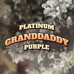 Platinum Granddaddy Purple Cannabis Strain