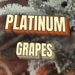 Platinum Grapes Cannabis Strain