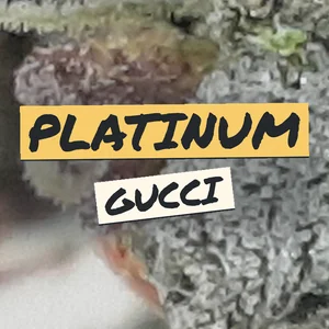 Platinum Gucci Cannabis Strain