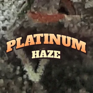 Platinum Haze Cannabis Strain