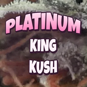 Platinum King Kush Cannabis Strain