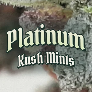 Platinum Kush Mints Cannabis Strain