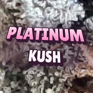 Platinum Kush Cannabis Strain