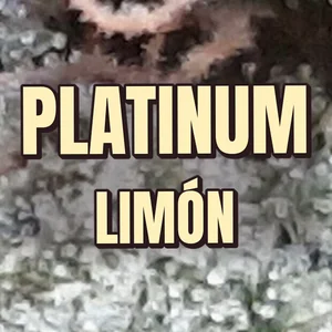 Platinum Limón Cannabis Strain