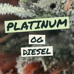 Platinum OG Diesel Cannabis Strain