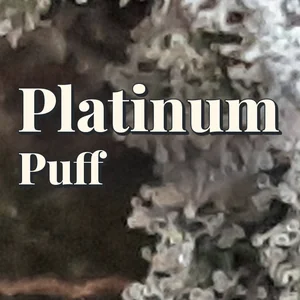 Platinum Puff Cannabis Strain