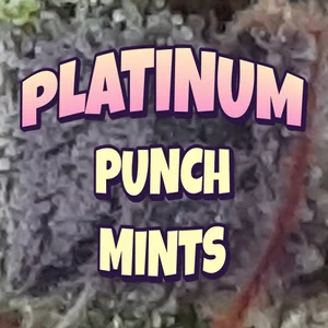 Platinum Punch Mints Cannabis Strain