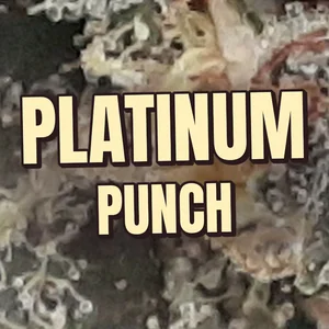 Platinum Punch Cannabis Strain