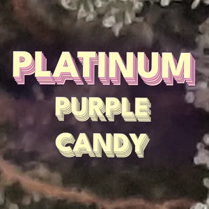 Platinum Purple Candy Cannabis Strain