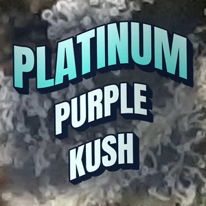 Platinum Purple Kush Cannabis Strain