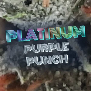 Platinum Purple Punch Cannabis Strain