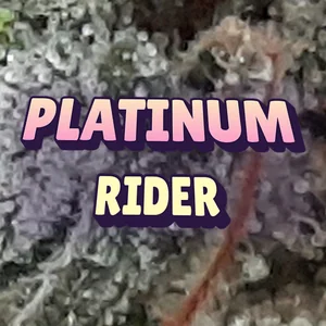 Platinum Rider Cannabis Strain