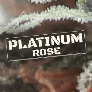 Platinum Rose Cannabis Strain