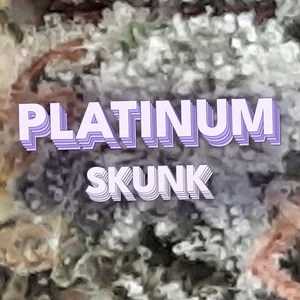 Platinum Skunk Cannabis Strain