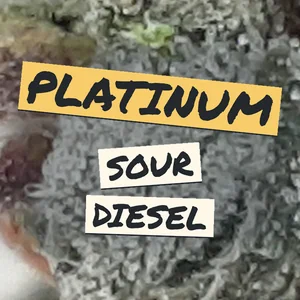 Platinum Sour Diesel Cannabis Strain