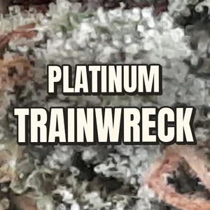 Platinum Trainwreck Cannabis Strain