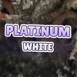 Platinum White Cannabis Strain