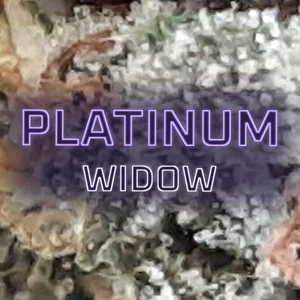 Platinum Widow Cannabis Strain
