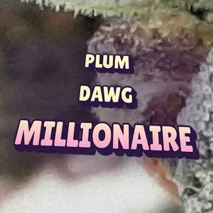 Plum Dawg Millionaire Cannabis Strain