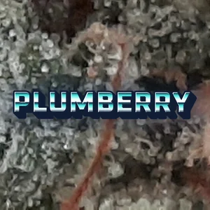 Plumberry Cannabis Strain