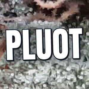 Pluot Cannabis Strain