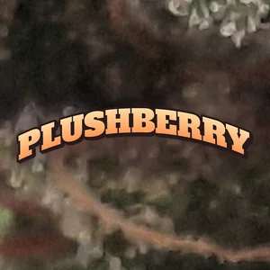 Plushberry Cannabis Strain