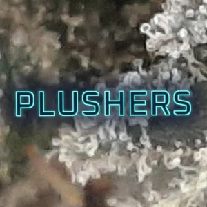 Plushers Cannabis Strain
