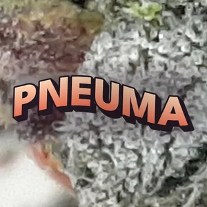 Pneuma Cannabis Strain