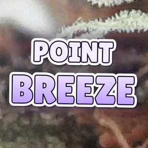 Point Breeze Cannabis Strain