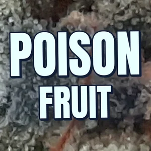 Poison Fruit Cannabis Strain