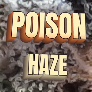 Poison Haze Cannabis Strain