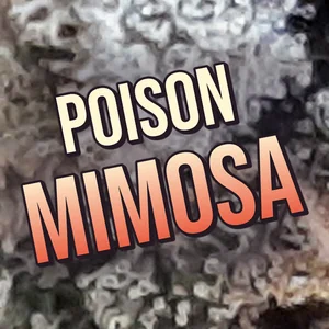Poison Mimosa Cannabis Strain