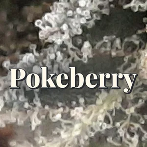 Pokeberry Cannabis Strain