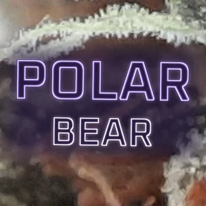 Polar Bear Cannabis Strain