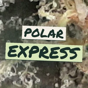 Polar Express Cannabis Strain