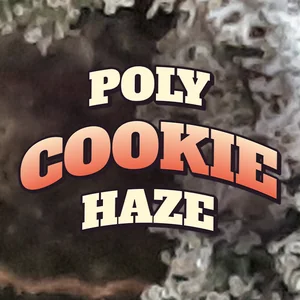 Poly Cookie Haze Cannabis Strain