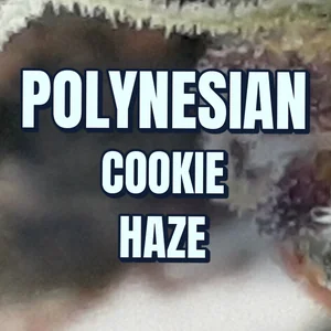 Polynesian Cookie Haze Cannabis Strain
