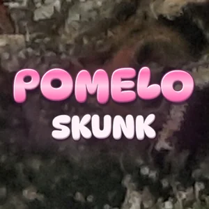 Pomelo Skunk Cannabis Strain