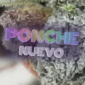 Ponche Nuevo Cannabis Strain