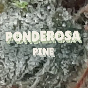 Ponderosa Pine Cannabis Strain