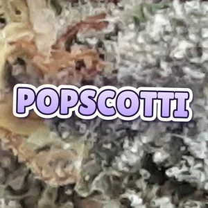 Popscotti Cannabis Strain