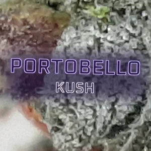 Portobello Kush Cannabis Strain