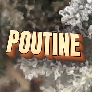 Poutine Cannabis Strain