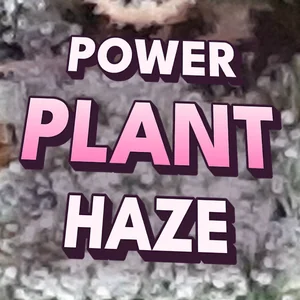 Power Plant Haze Cannabis Strain