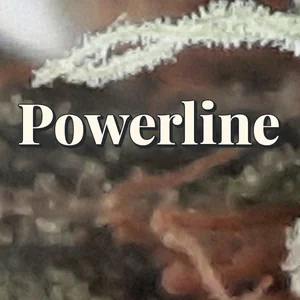 Powerline Cannabis Strain