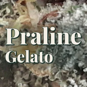 Praline Gelato Cannabis Strain