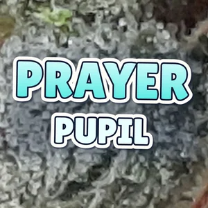 Prayer Pupil Cannabis Strain