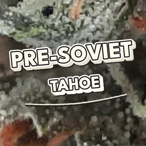 Pre-Soviet Tahoe Cannabis Strain